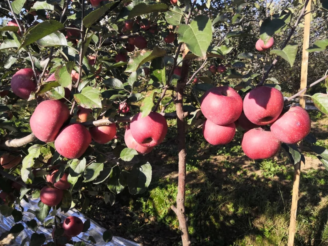 口袋德州官网-口袋德州APP下载